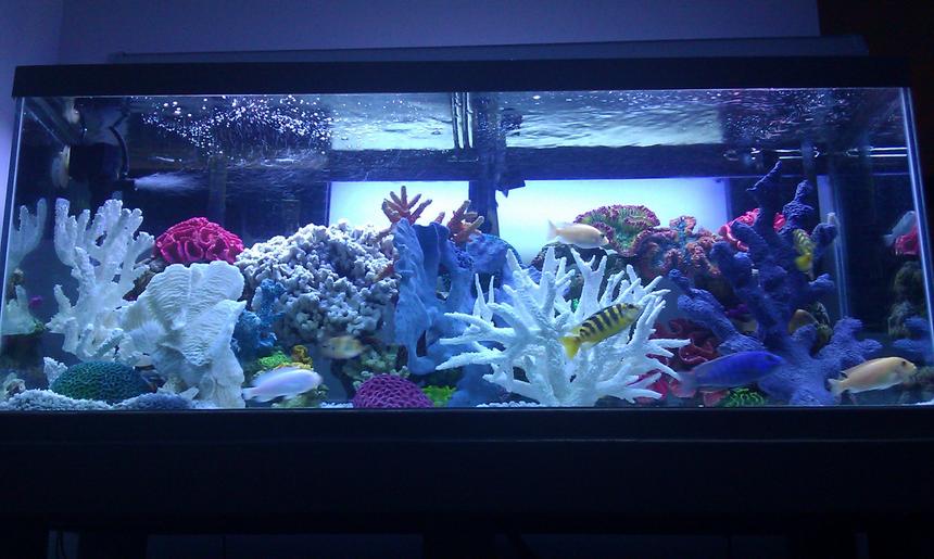 Rated #26: 75 Gallons Freshwater Fish Tank - 75 gallon freshwater African Cichlid aquarium. Freshwater/saltwater theme!