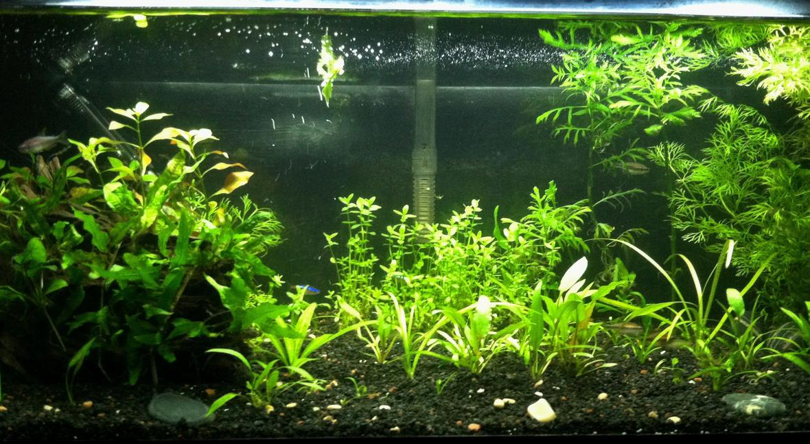 20 gallons planted tank (mostly live plants and fish) - 20 Gallon Planted tank. Low Tech tank. Scape # 2