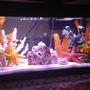 fish tank picture - Update