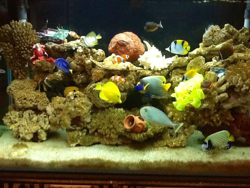 Rated #6: 90 Gallons Saltwater Fish Tank - My seawater fish tank
