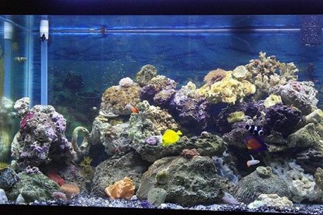 75 gallons reef tank (mostly live coral and fish) - 75 gallon, 406 Fluval filtration,
50lbs of Live Rock, Protein Skimmer,
a variety of Coral Fragments(names
unknown), Duncan Tree Coral,
Lemonpeel Tang, Coral Beauty,
Mandarin Dragonet, Scarlet Striped
Shrimp, Black Percula Clowns,
Firefish Gobies. Emerald Crabs