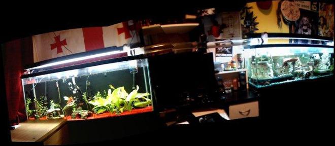 55 gallons freshwater fish tank (mostly fish and non-living decorations) - I have several variations of this project, but this was the original success story. 2 of my tanks, one planted one not, connected by a bridge that runs above my desk. Many fish used it, and still do, even had a platy who gave birth while hanging out in the tube.