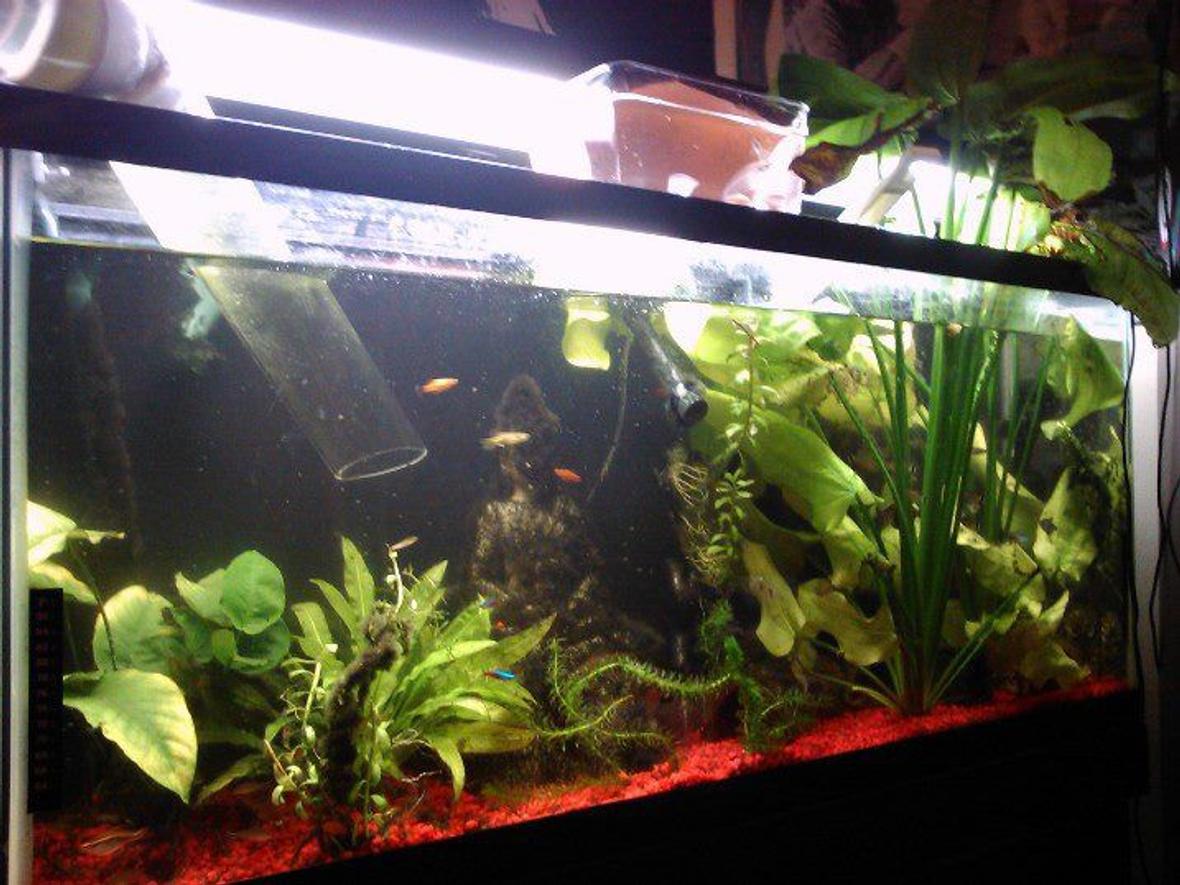 55 gallons planted tank (mostly live plants and fish) - This tank is connected with a tube bridge to another non planted tank, size is 55 gal.