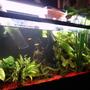 55 gallons planted tank (mostly live plants and fish) - This tank is connected with a tube bridge to another non planted tank, size is 55 gal.