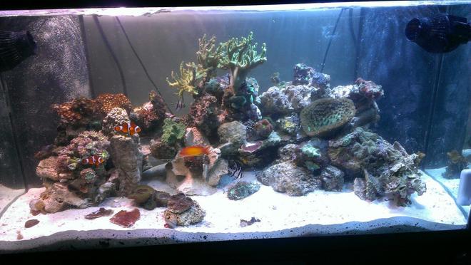 120 gallons reef tank (mostly live coral and fish)