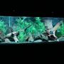 200 gallons freshwater fish tank (mostly fish and non-living decorations) - 200 Gallon Boyu tank African Cichlid