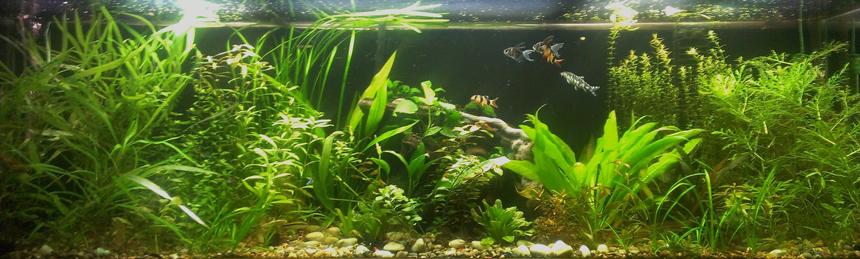 Rated #15: 125 Gallons Planted Tank - 250 watts of pink and blue spectrum lights, co2 injection, api leaf zone nutrients, co2 booster, and root tabs. 2  cascade 1500 canister filters.