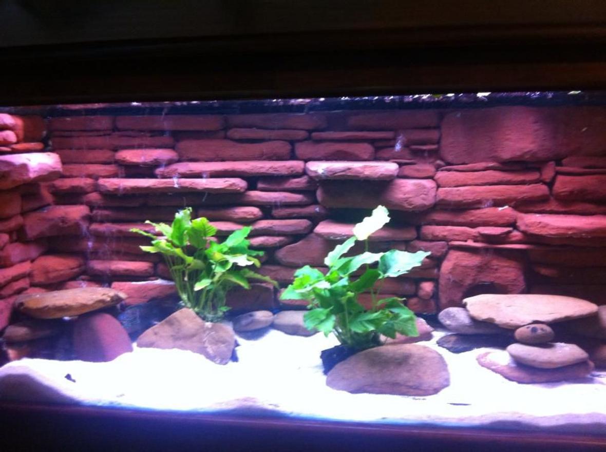 120 gallons freshwater fish tank (mostly fish and non-living decorations) - Jack Dempsey tank