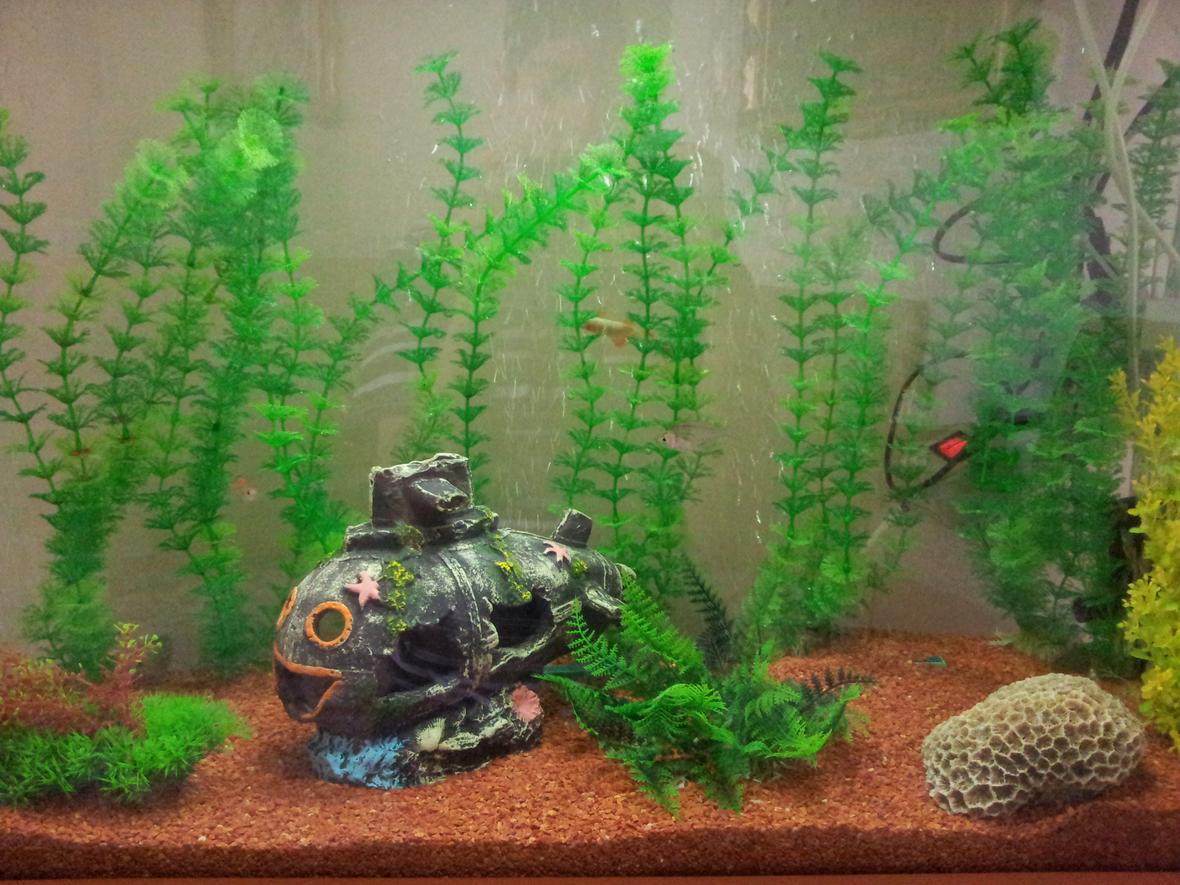 30 gallons freshwater fish tank (mostly fish and non-living decorations) - Its mine.please rate
