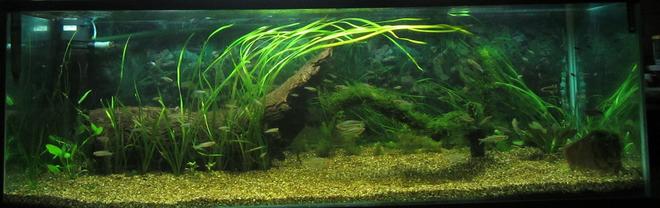 180 gallons planted tank (mostly live plants and fish) - 6x2x2 Australian natives