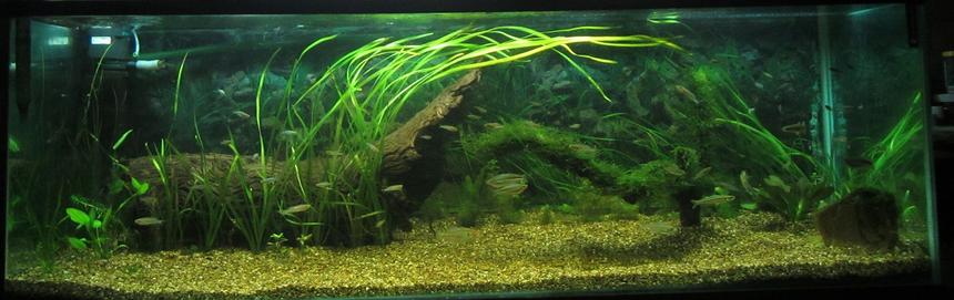 Rated #30: 180 Gallons Planted Tank - 6x2x2 Australian natives