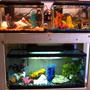 fish tank picture - My whole setup