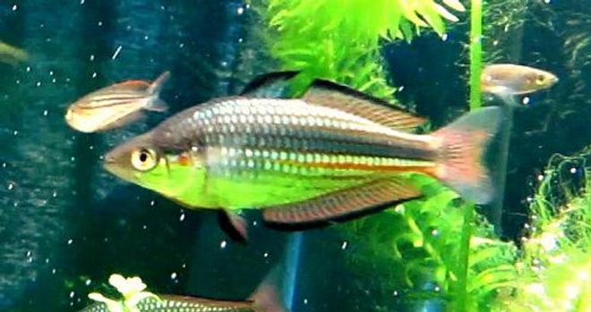 freshwater fish - melanotaenia duboulayi - crimsonspotted rainbowfish stocking in 180 gallons tank - Australian Native - Crimson-spotted Rainbowfish - Melanotaenia duboulayi - Pine Rivers