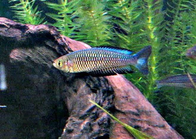 freshwater fish - rhadinocentrus ornatus - ornate rainbowfish stocking in 180 gallons tank - Australian Native - Ornate Rainbowfish - Rhadinocentrus ornatus - Snapper Creek
