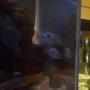 freshwater fish - cyrtocara moorii - blue dolphin cichlid stocking in 29 gallons tank - m pair of hap moori