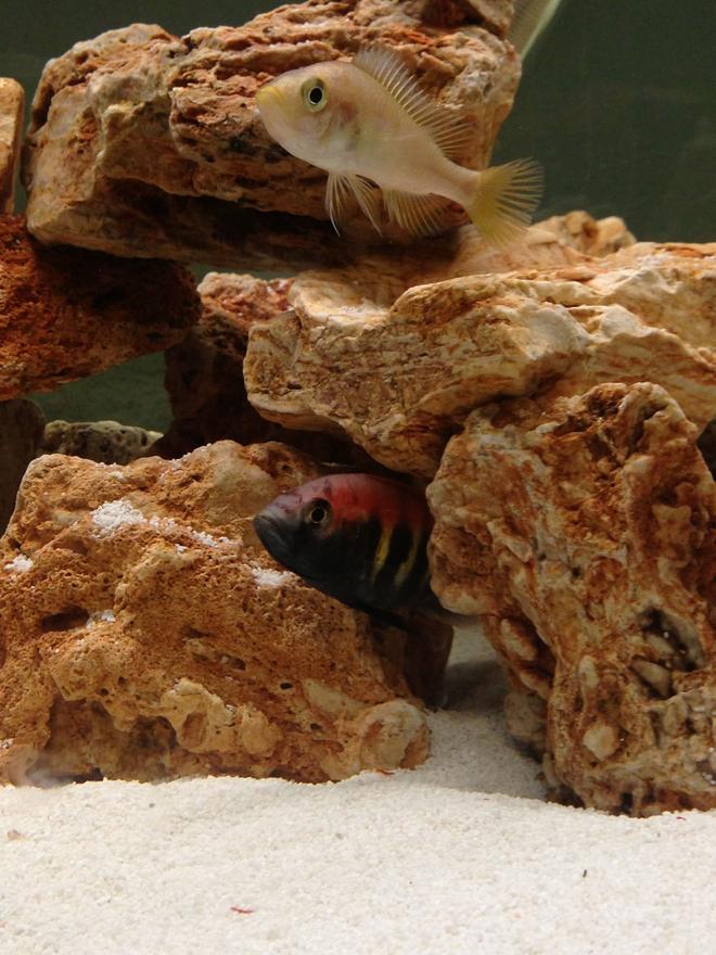 freshwater fish - satanoperca jurupari - eartheater stocking in 75 gallons tank - Anchor island male below female above just had over 30 fry