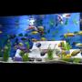 fish tank picture - Updated 150g all male African Cichlid tank
