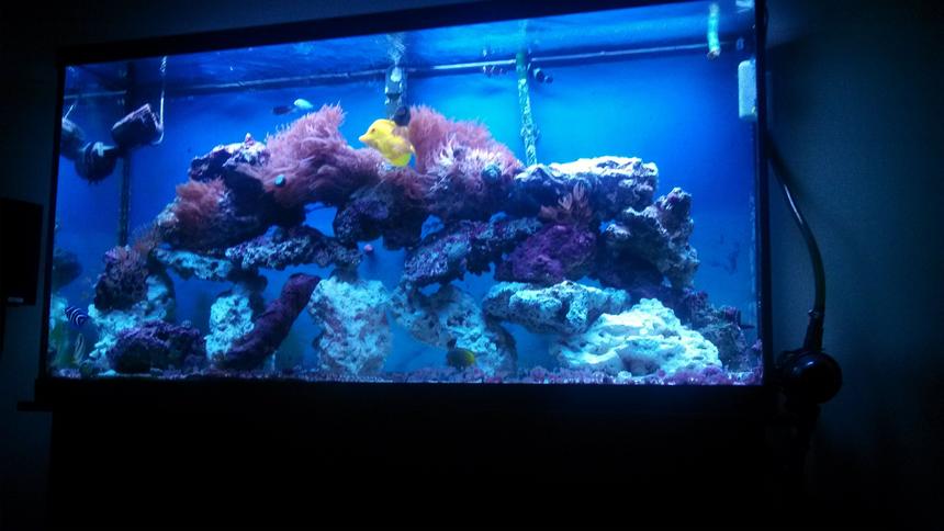 Rated #7: 60 Gallons Saltwater Fish Tank - Just the fish