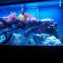 60 gallons saltwater fish tank (mostly fish, little/no live coral) - Just the fish