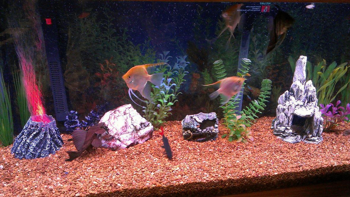 75 gallons freshwater fish tank (mostly fish and non-living decorations) - Most of the gang hanging out!