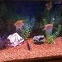 75 gallons freshwater fish tank (mostly fish and non-living decorations) - Most of the gang hanging out!