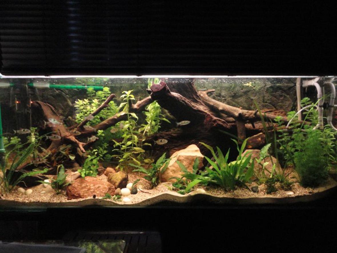 125 gallons planted tank (mostly live plants and fish) - it is a planted tank with anubias nana, echindorus, Bocopa, Anubias minima. just two neons t5 and two t8 for a total of 150 W , the plants are growing very wel .