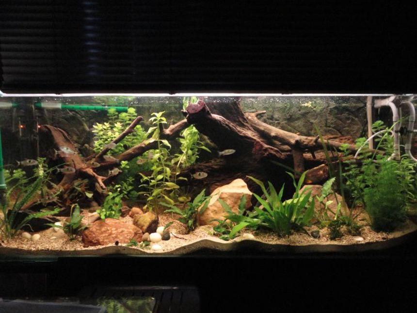 Rated #11: 125 Gallons Planted Tank - it is a planted tank with anubias
nana, echindorus, Bocopa, Anubias
minima.
just two neons t5 and two t8 for a
total of 150 W , the plants are
growing very wel .