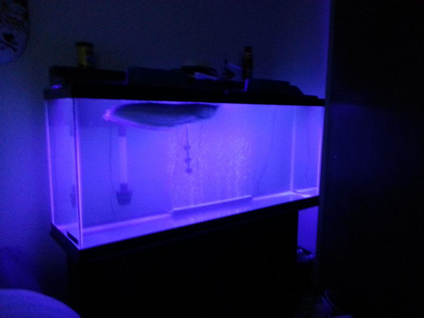 Rated #67: Freshwater Fish - Osteoglossum Bicirrhosum - Silver Arowana Stocking In 55 Gallons Tank - Silver arrowana ..14 months old.