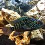 freshwater fish - nandopsis octofasciatum - jack dempsey stocking in 25 gallons tank - King Dempsey