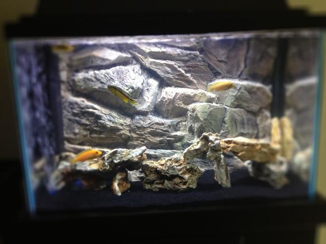 25 gallons freshwater fish tank (mostly fish and non-living decorations) - 20 gal / 3d backgrownd/ missuori rock/ Africans