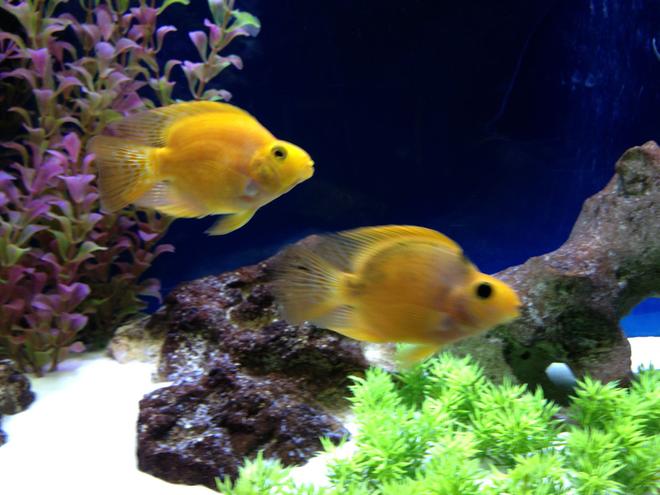 freshwater fish - hoplarchus psittacus - parrot cichlid - Parrots