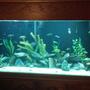 184 gallons freshwater fish tank (mostly fish and non-living decorations) - Cichlid tank. Malawi Haps, peacocks and 5 mbuna. I also have Tangs and Vics. Featherfin and spotted Raphael catfish.