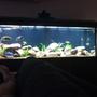 180 gallons freshwater fish tank (mostly fish and non-living decorations) - 6x2x2 mixed african and american tank