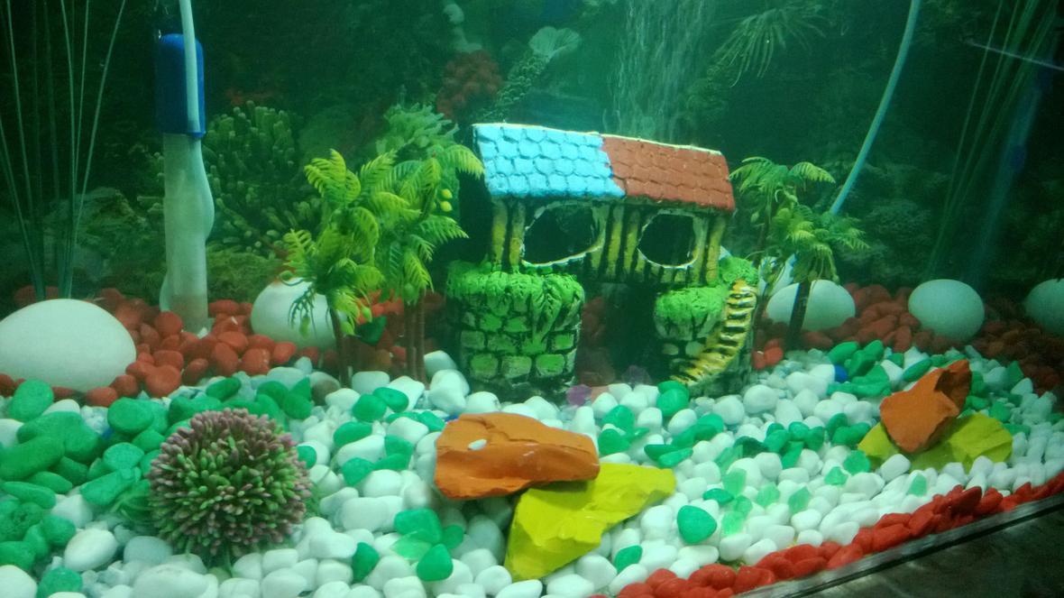 fish tank picture - New setup of 35G tank