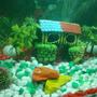 fish tank picture - New setup of 35G tank
