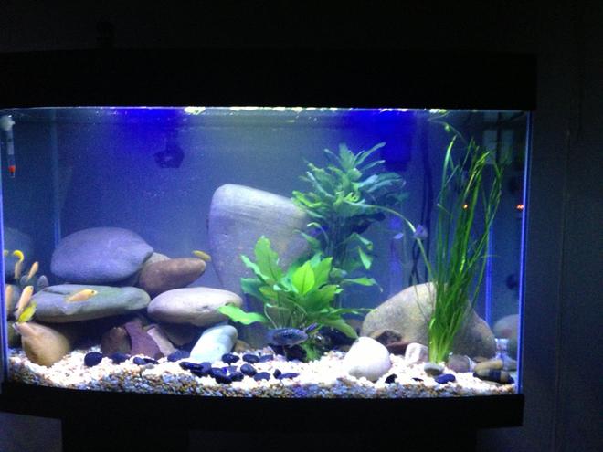 180 gallons freshwater fish tank (mostly fish and non-living decorations)