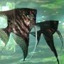 freshwater fish - pterophyllum sp. - black angel stocking in 75 gallons tank - Our young couple, a Breeding pair of angelfish!