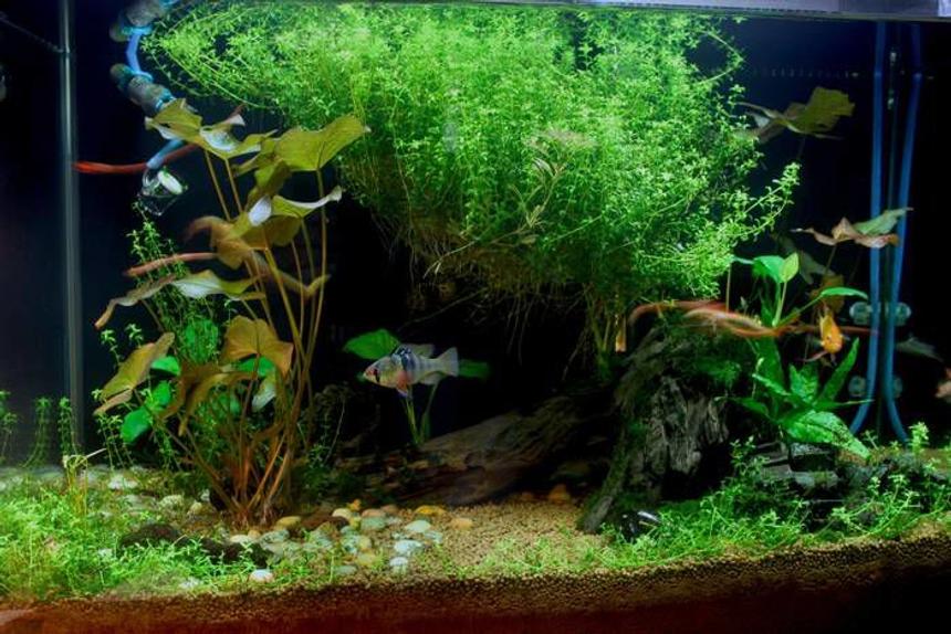 Rated #24: 20 Gallons Planted Tank - Planted!
