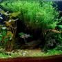 20 gallons planted tank (mostly live plants and fish) - Planted!