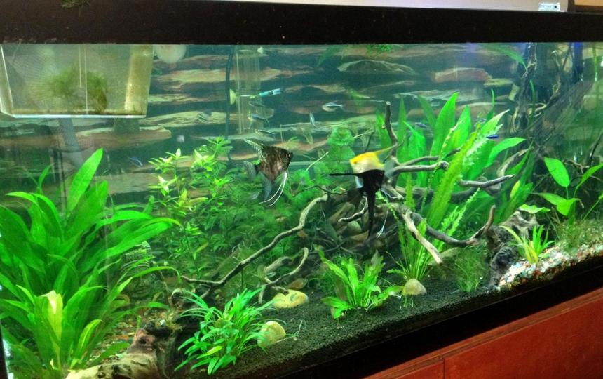 Rated #33: 75 Gallons Planted Tank