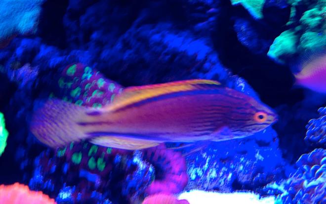 saltwater fish - cirrhilabrus lineatus - lineatus fairy wrasse stocking in 75 gallons tank - Erik's Lineatus wrasse