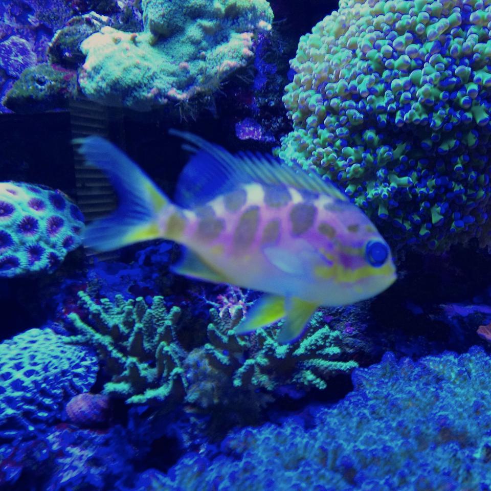 saltwater fish - odontanthias borbonius - borbonius anthias stocking in 75 gallons tank - Barbonius anthias