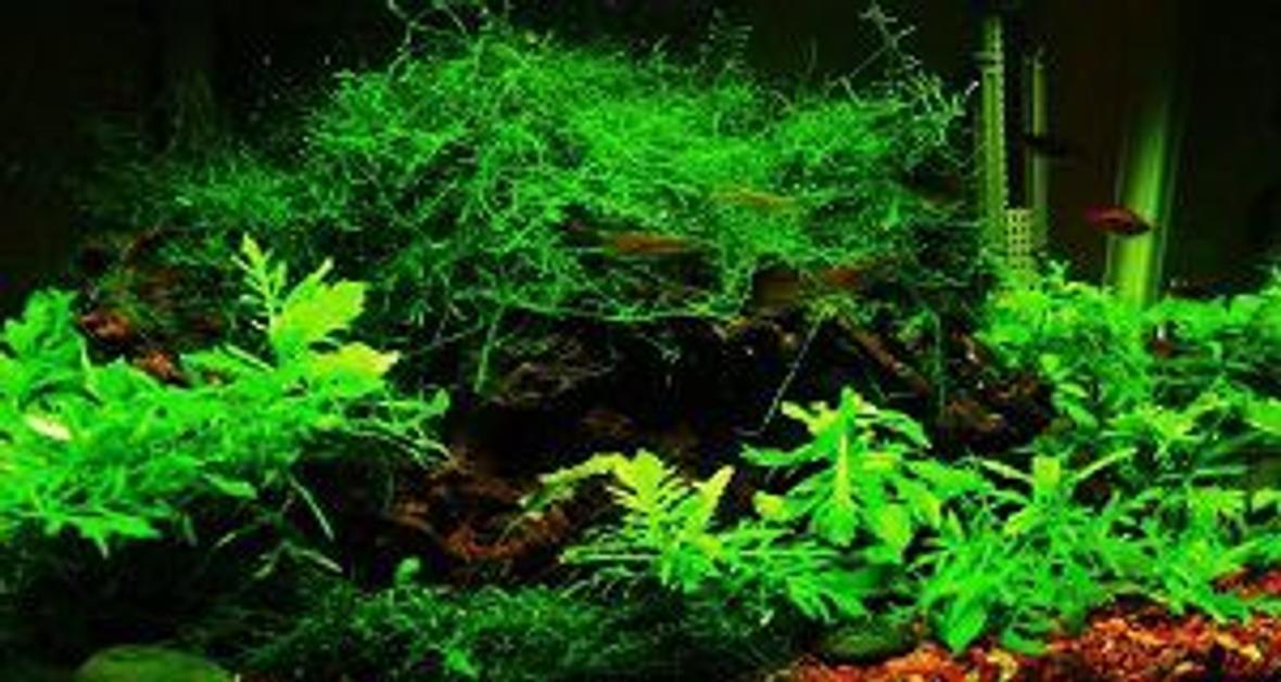 10 gallons planted tank (mostly live plants and fish) - This is a simple, low-light tank.