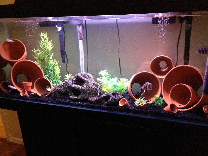 Rated #130: 55 Gallons Freshwater Fish Tank - My first cichlid tank. I wanted to do a easy setup so I decided to use clay pots for my first setup.