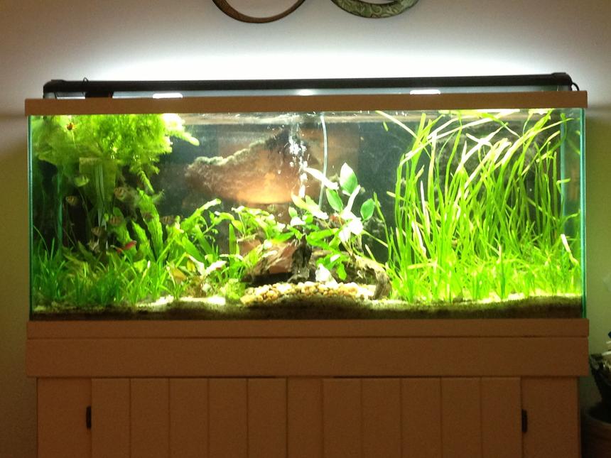 Rated #34: 55 Gallons Planted Tank - My Tank.