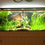 55 gallons planted tank (mostly live plants and fish) - My Tank.
