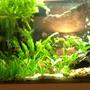 fish tank picture - Left Side of Tank, Lace Leaf.