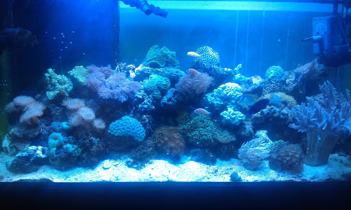 90 gallons reef tank (mostly live coral and fish) - Full frontal picture.
