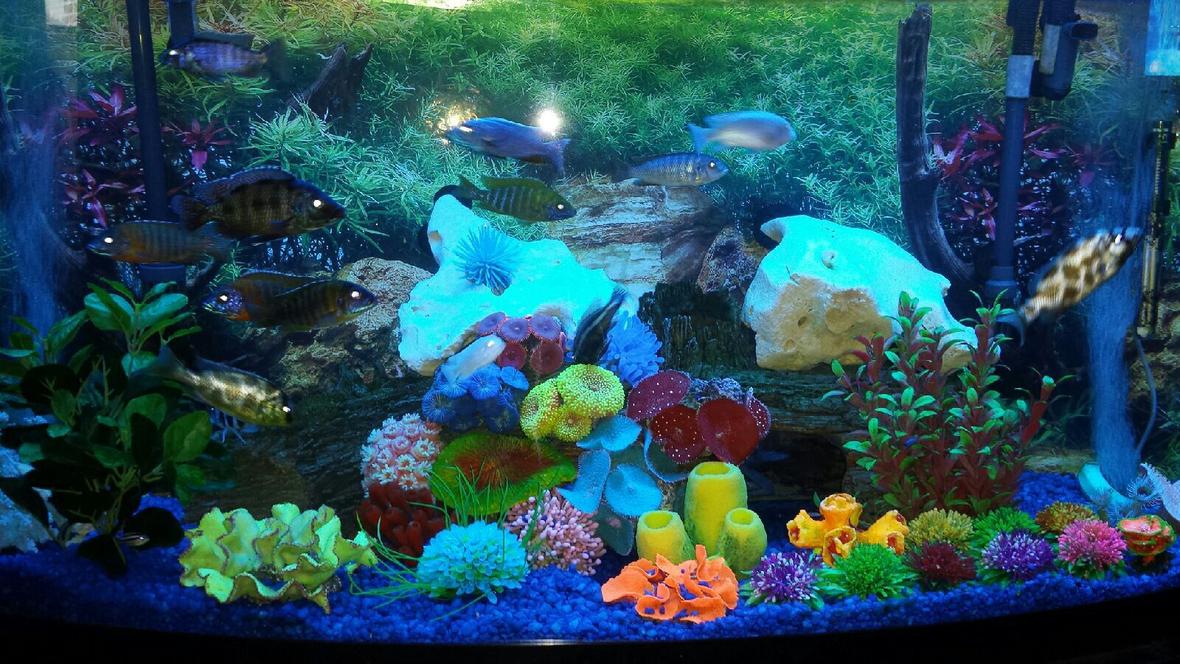 75 gallons reef tank (mostly live coral and fish) - 72 gallon Bowfront African cichlid tank.