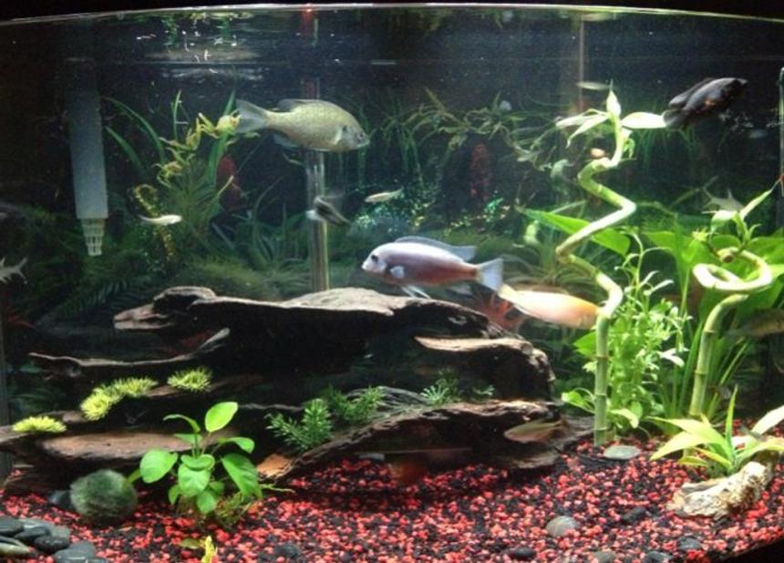 Rated #61: 36 Gallons Planted Tank - Semi aggressive planted freshwater tank